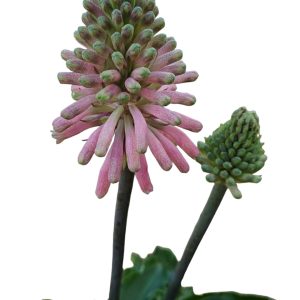 Veltheimia bracteata Forest Lily.140mm