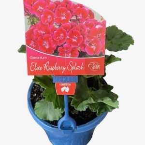 Geranium Elite Raspberry Splash 150mm