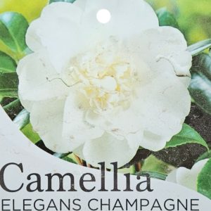 CAMELLIA ELEGANS CHAMPAGNE 200mm