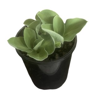 Hosta Blue Mouse Ears 140mm