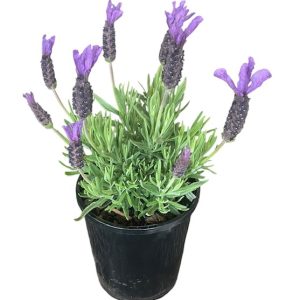 Lavender Javelin Forte Purple 140mm