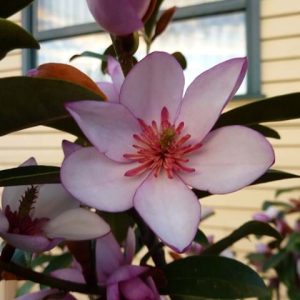 Magnolia laevifolia Pink Pearl 330mm