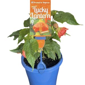 Abutilon Tangerine Chinese Lantern 140mm