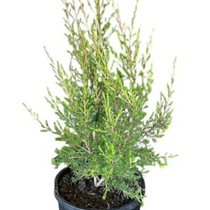 Kunzea Affinis Pink Form 140mm