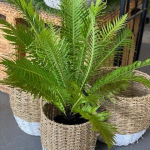 Blechnum Silver Lady Fern 200mm