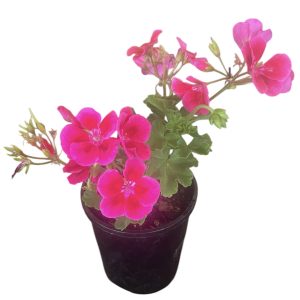 Geranium Pink 140mm