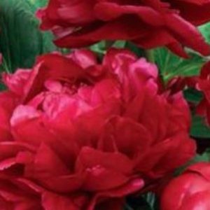 Paeony Rose Dr Greveaux 200 mm