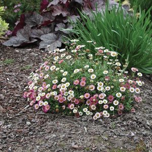 ERIGERON SEASIDE DAISY 140MM