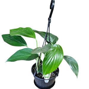 Epipremnum pinnatum Dragon Tail Hanging Basket 170mm