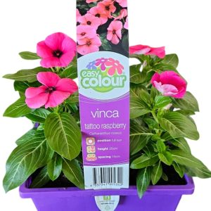 EASY COLOUR VINCA TATTOO RASPBERRY 4 CELL