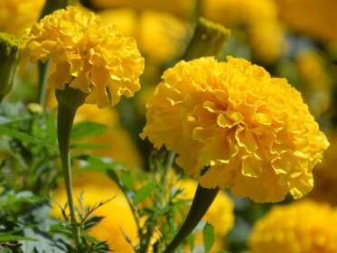 do marigold needs full sun