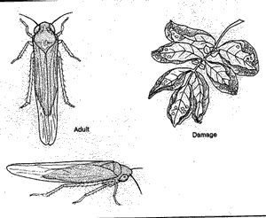 Leafhopper Sketches 