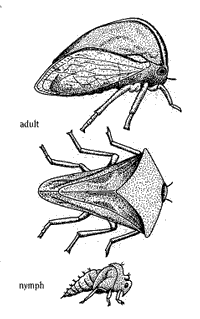 Leafhopper