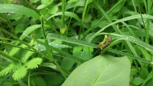 A leafy area with pests on it's twigs