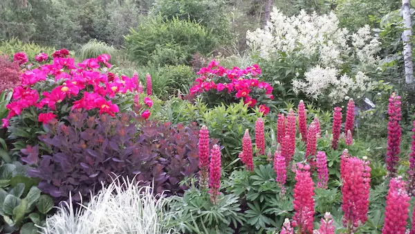 A wildflower garden with red and white plants