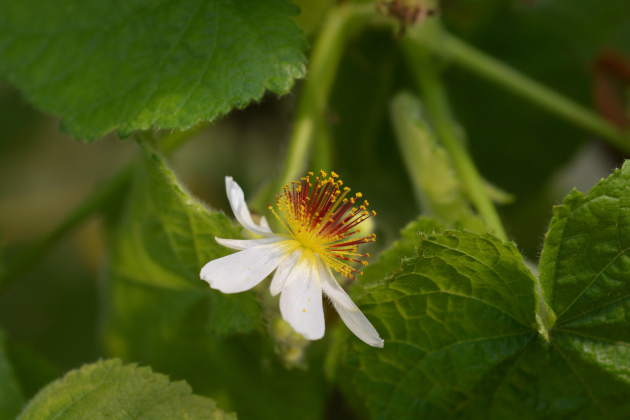 African linden (Sparrmannia africana)