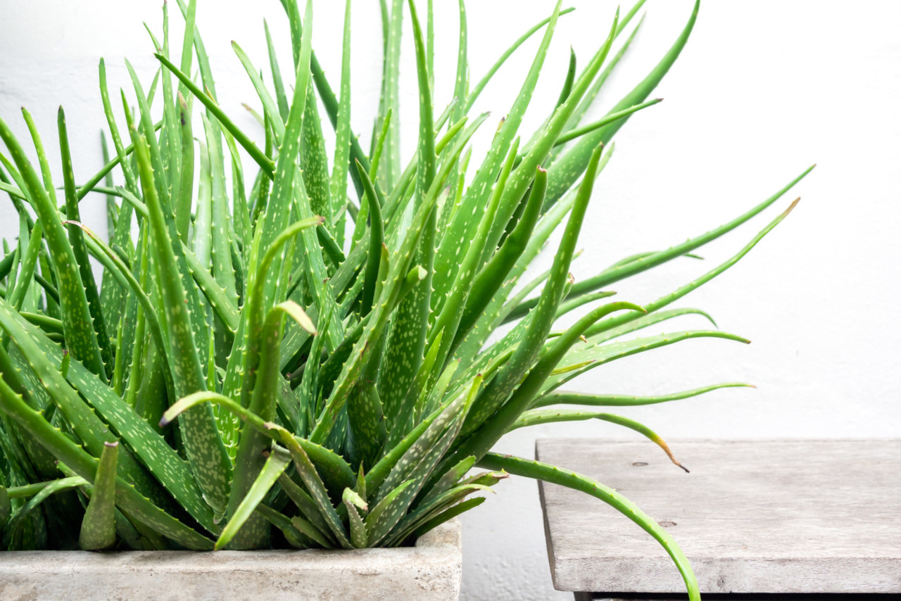 Aloe vera (Aloe vera)