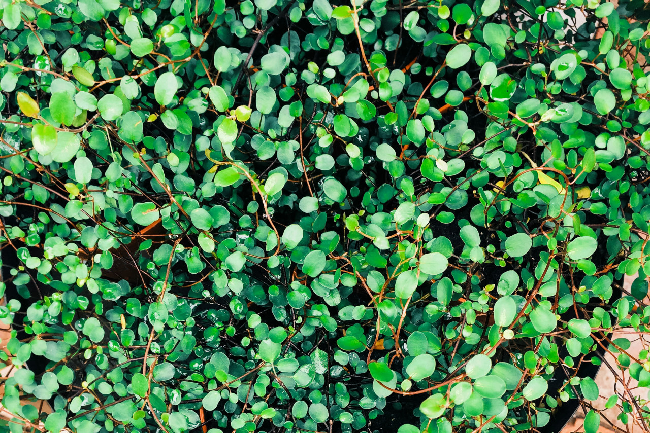 Maidenhair (Muehlenbeckia)