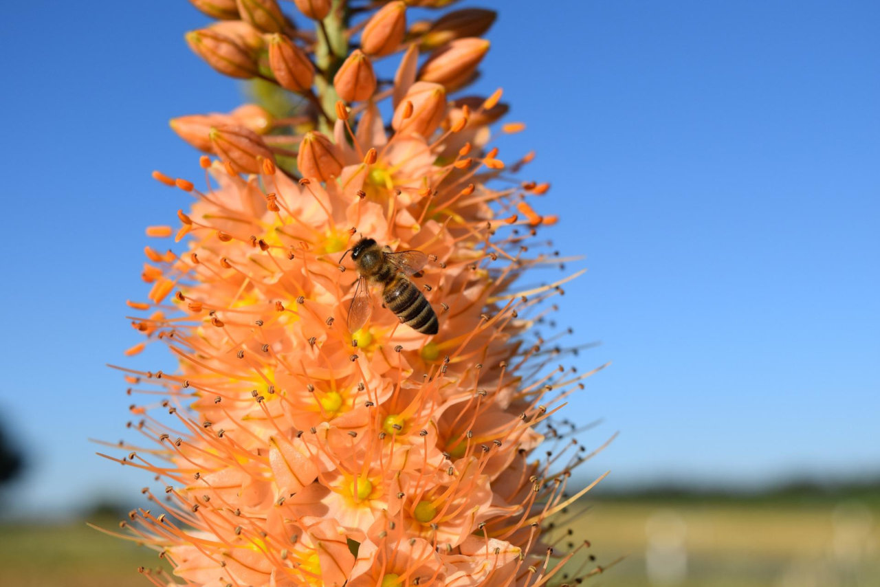 Desert candle (Eremurus)