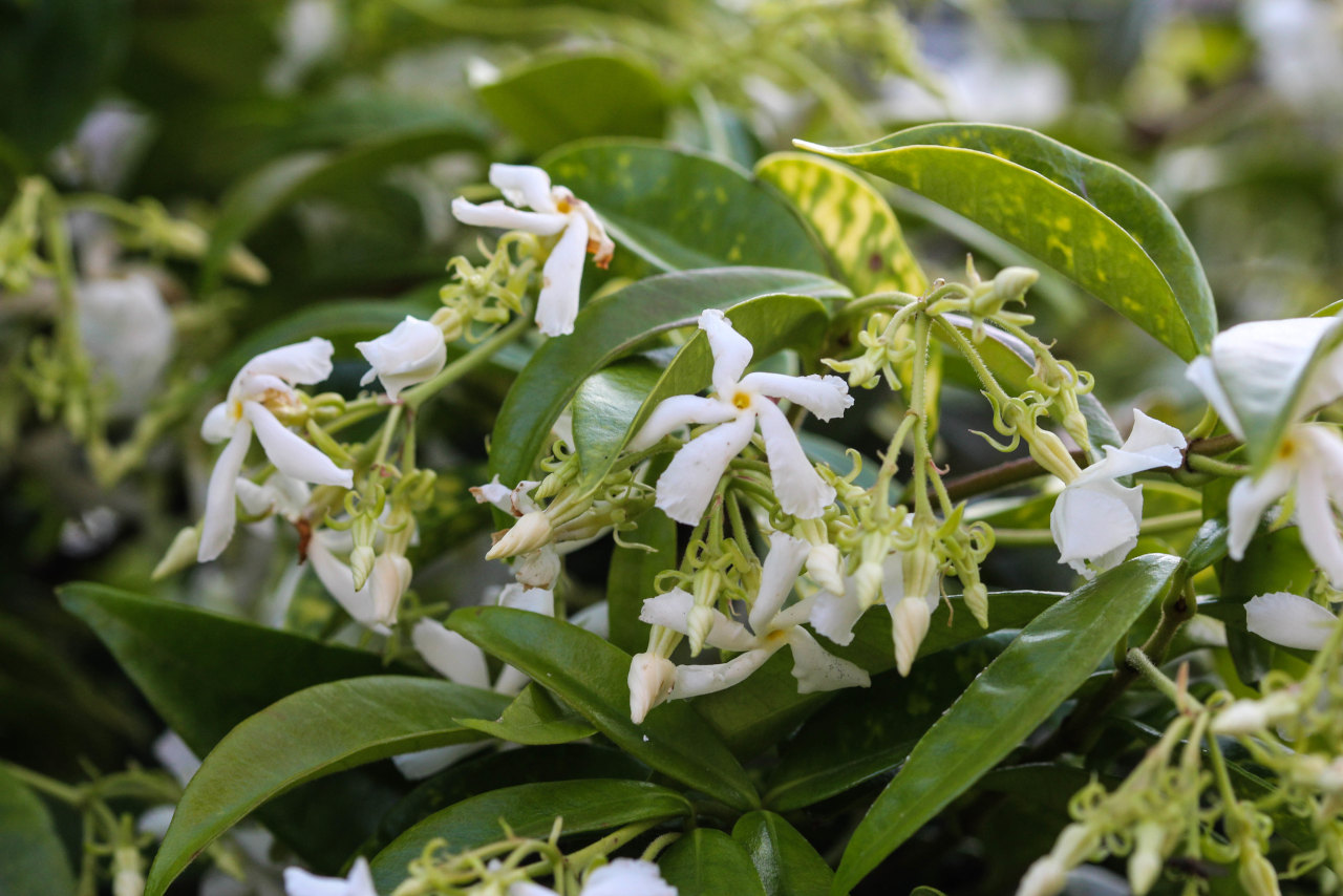 Star jasmine (Trachelospermum jasminoides)