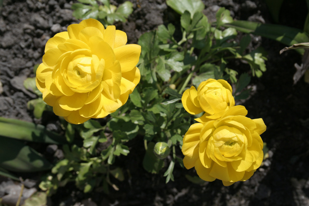 Tuberous begonias (Begonia tuberhybrida)