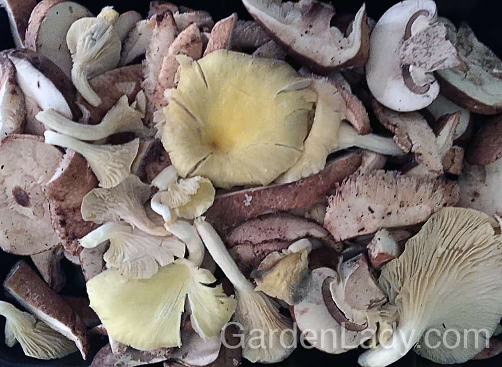 Mince the garlic clove and add that and the mushrooms into the pan. Any type of mushrooms will do. I used a mix of mushrooms already cleaned and sliced.