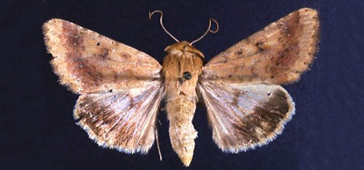 Corn earworm moth