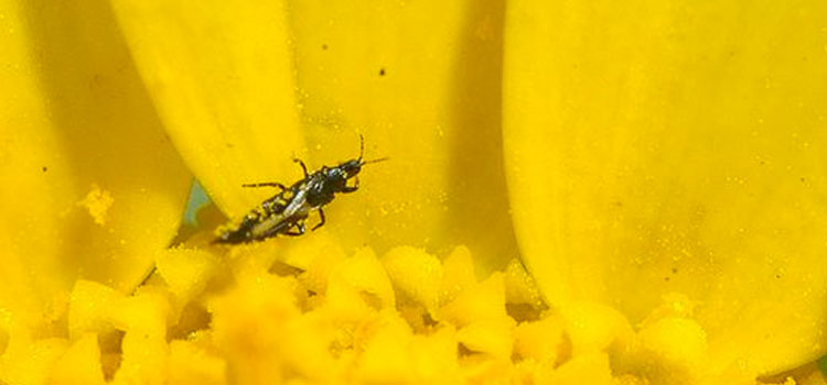 Thrips look like tiny dark slivers