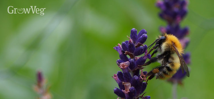 Bee on lavender