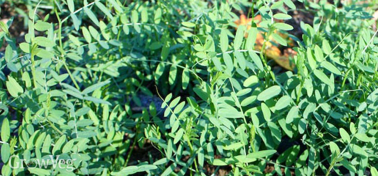 Hairy vetch makes an excellent cover crop for overwintering