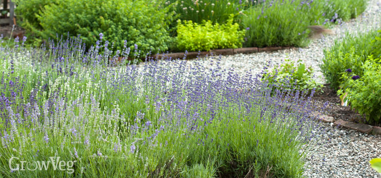 Productive herb front garden