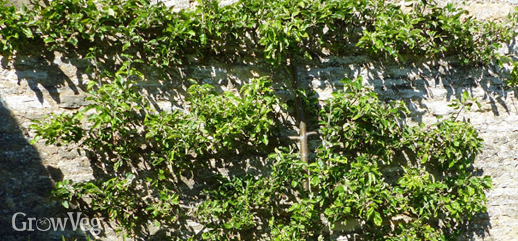 Apple (Espalier)