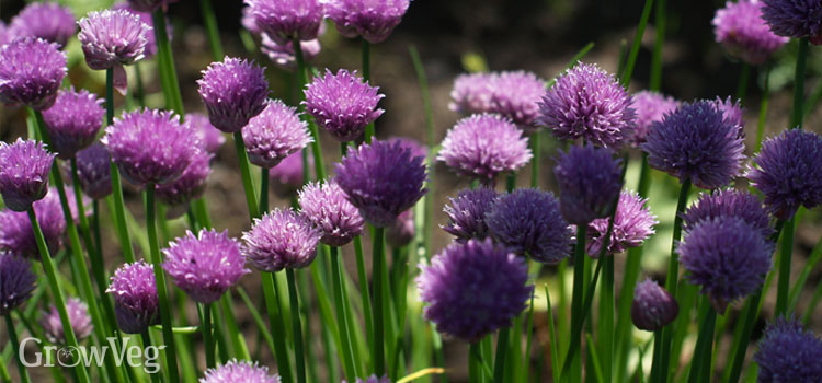 Chives