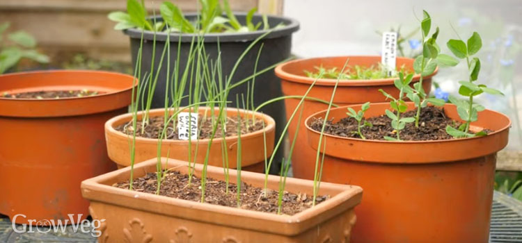 Container garden