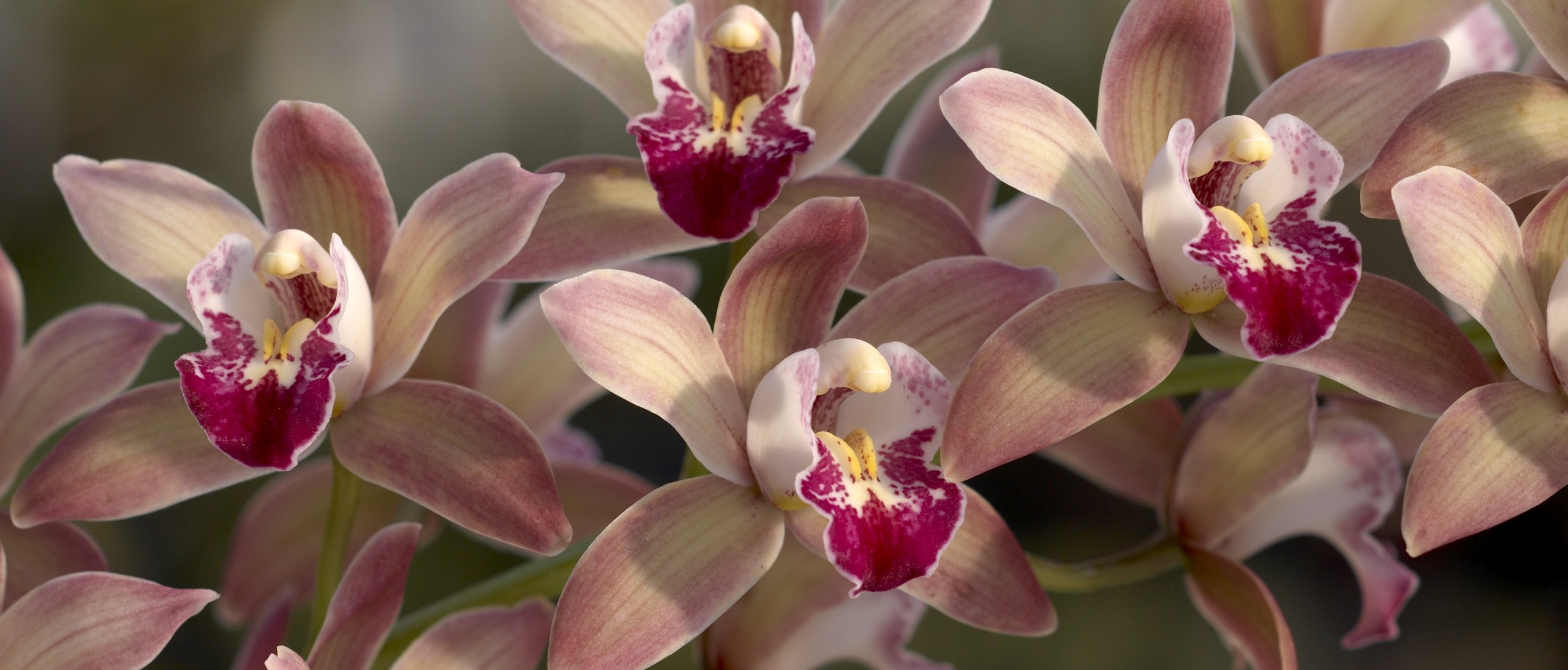 Cymbidium orchid