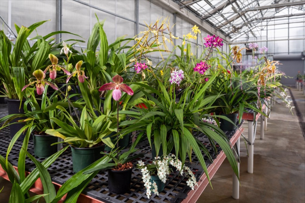 Orchid Greenhouse