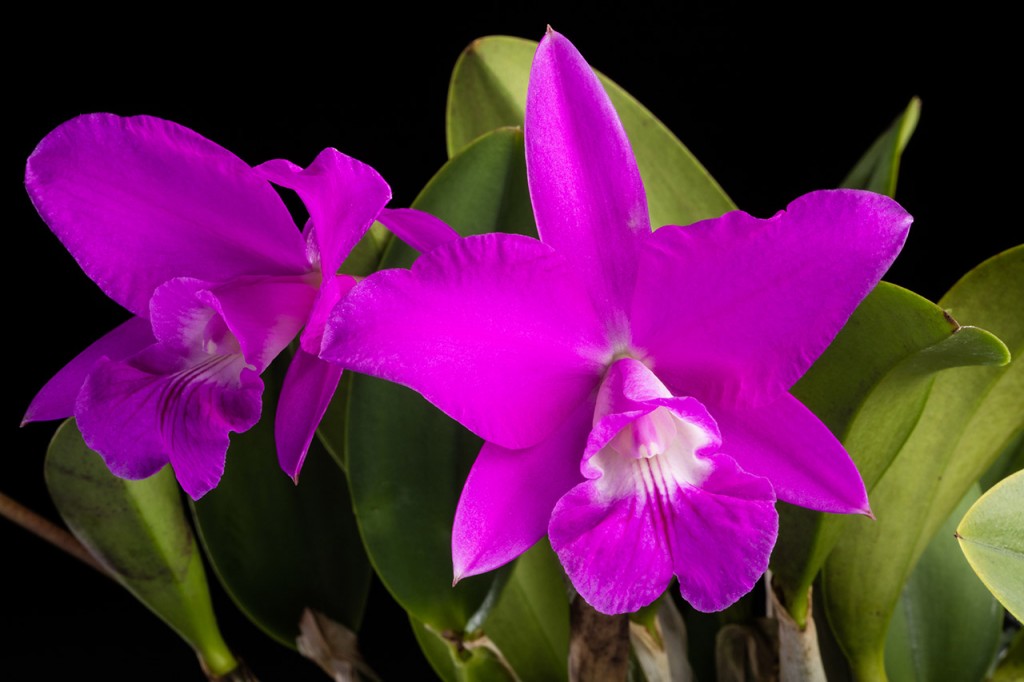 Cattleya Love Knot, or a cattleya hybrid