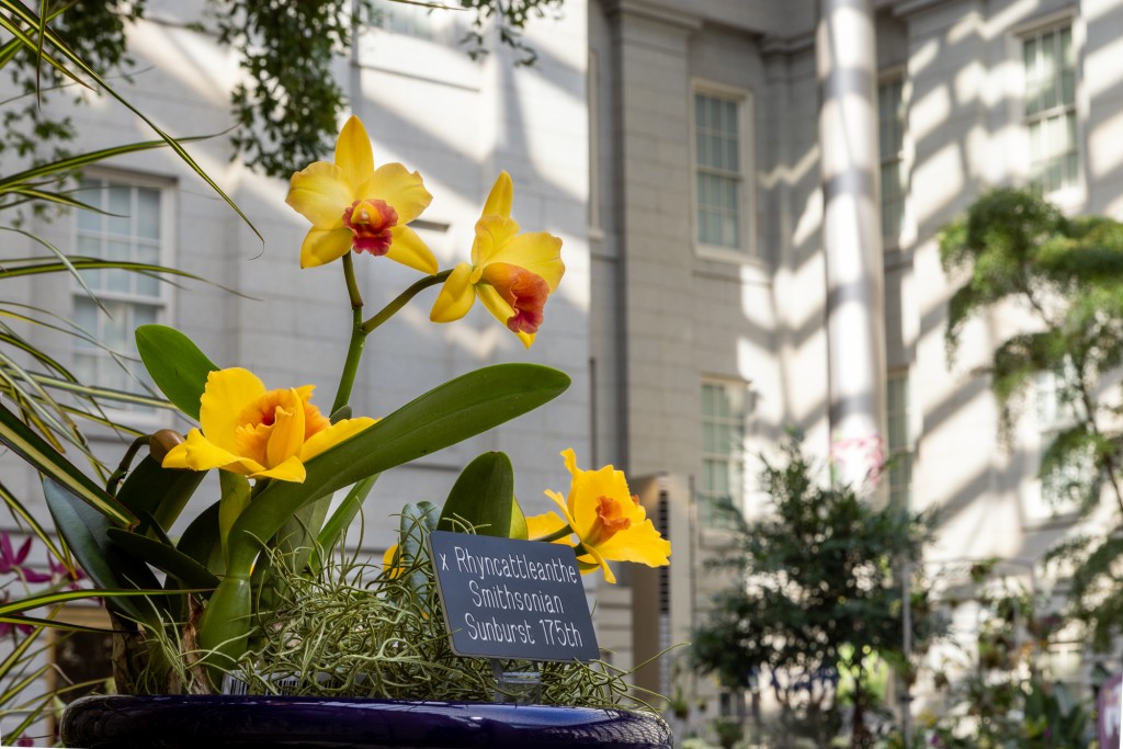 Orchids in the Orchids 2022 Exhibit