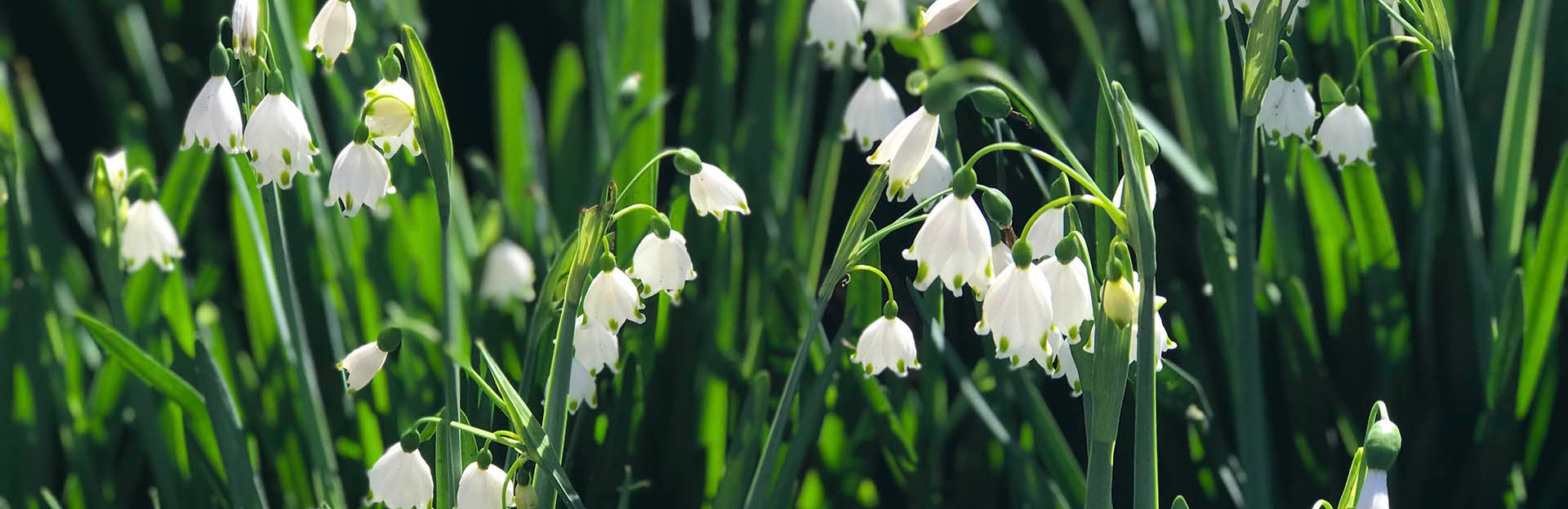 Snowdrop flowers at UCR Botanic Gardens (c) Ilse Ungeheuer