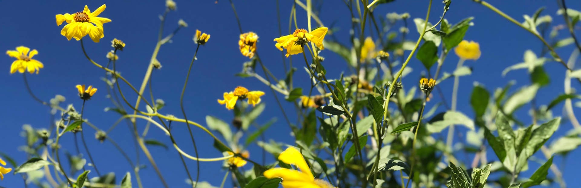 Brittlebush in the Botanic Gardens