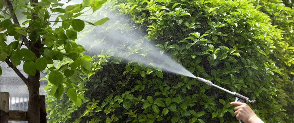 Applying pesticide treatment to a home in Westford, MA.