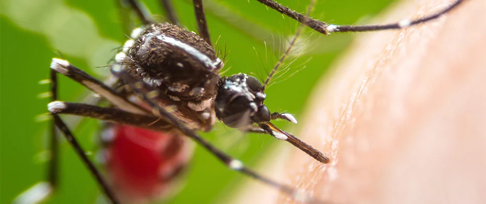 A mosquito biting someone in Concord, MA.