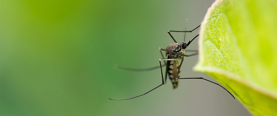 Mosquito resting on a leaf in Harvard, MA.