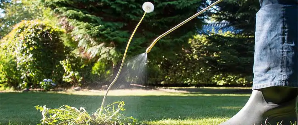 Spraying dandelions with weed control in Leominster, MA.