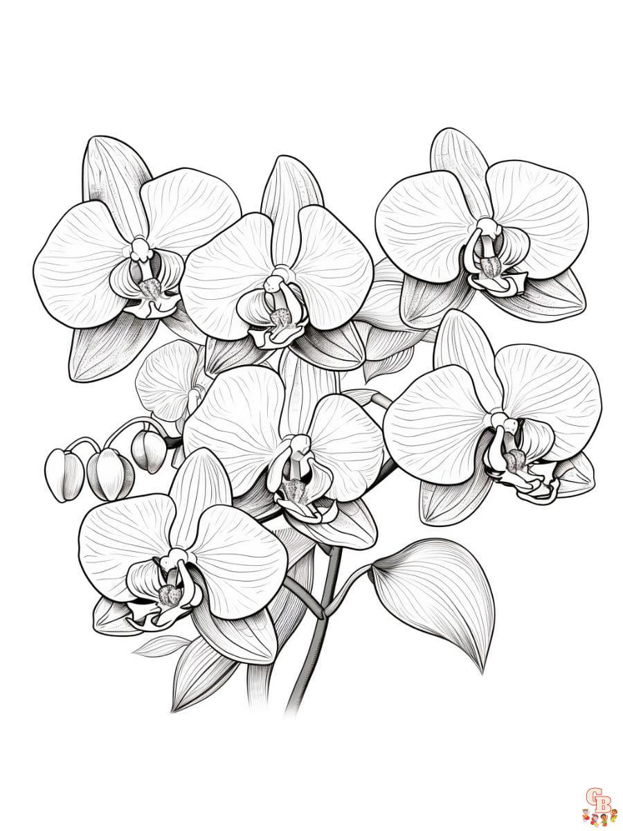 Orchid coloring pages