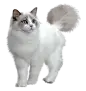 猫PNG