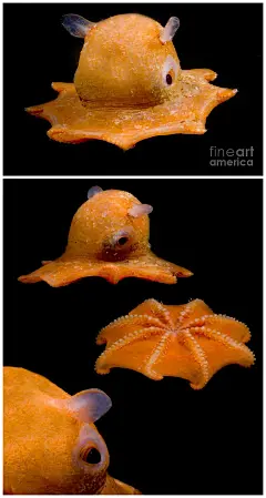 烟灰蛸属（Grimpoteuthis）的章鱼，俗称“小飞象”，好像一块成精了的橘子皮
图片来源：Dante Fenolio / Fine Art America ​​​​