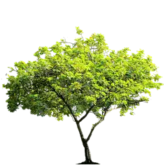 tree_PNG92788