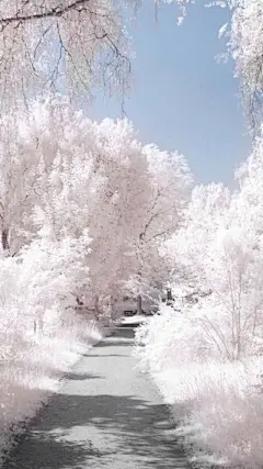 玫瑰 满天星 月季 樱花 花瓣 雏菊 薰衣草 花束图 手机壁纸 小清新