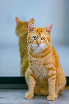 #异瞳大橘猫# 这可能是你见过的第一只近乎全橘的异瞳猫，算是猫中锦鲤了！ ​​​​